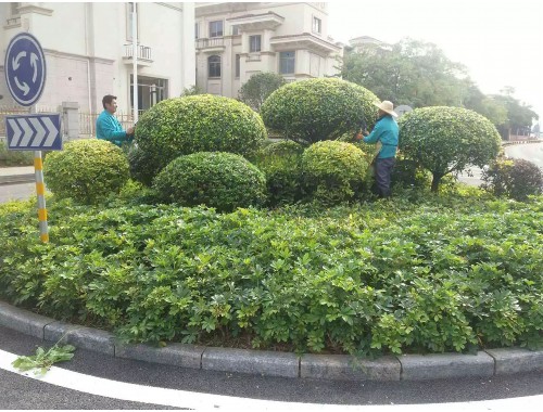 沂水郭王路绿化工程